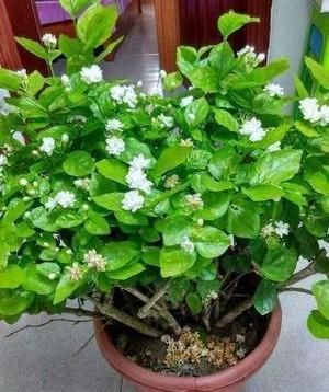  『虚弱』茉莉花“虚弱”的3个阶段！不能晒！越晒越傻
