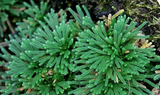  「几十块」这种“植物”农村山上非常多，城里卖几十块，三个月