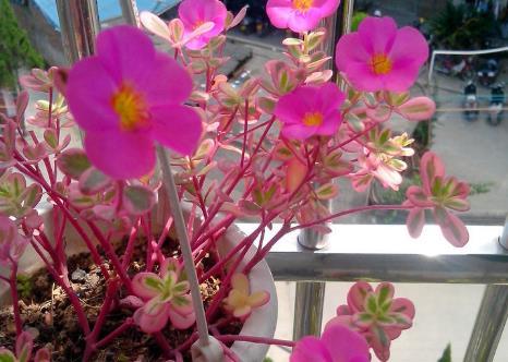 『粉嫩』新手养花,不如养盆花中精品“美粉菊”,花姿优美,粉嫩娇羞