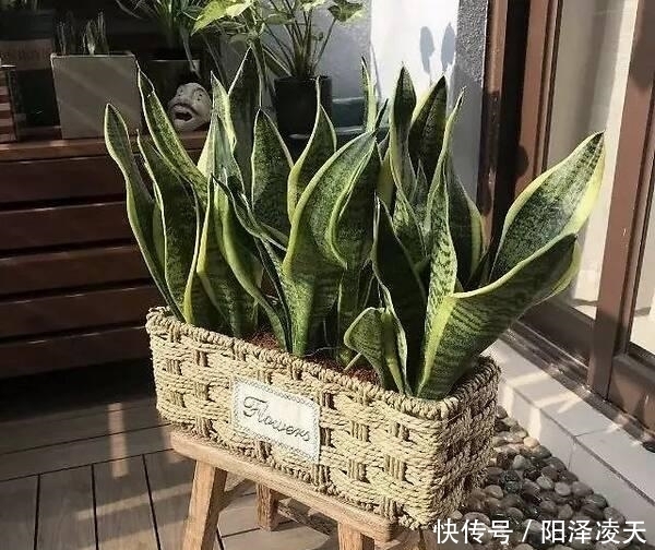 『盆土干透』客厅养的5种花,最怕水,多浇一点点,整盆死翘翘