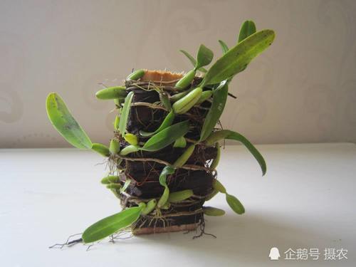长地上的一种“黄金”，人称“楼上楼”，一斤300元价格不停涨