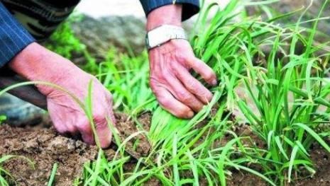 民间:春天头刀韭菜能吃吗?为何说韭菜不吃“第一刀”?答案来了