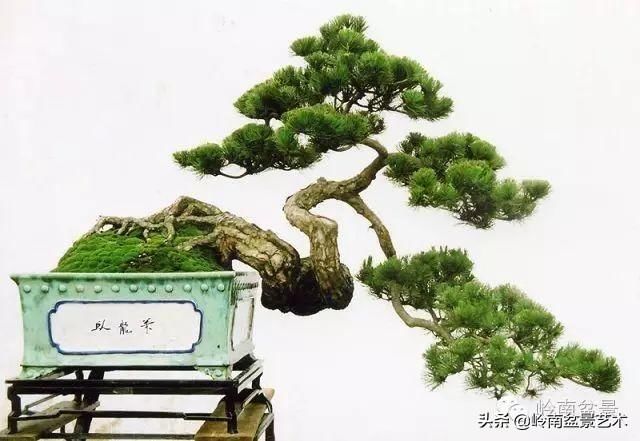 盆景大师都爱玩，山松会否成为下一个热点？