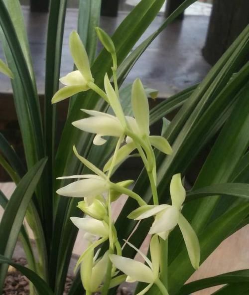  「便宜」最“便宜”的兰花，花色纯洁无暇，香味浓厚醇正，每年开花3次
