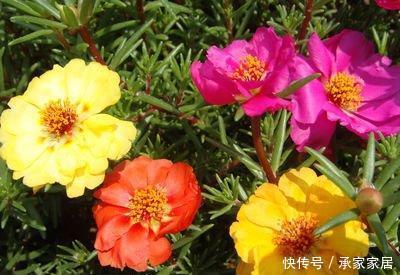  #养花#喜欢在家中养花，就来看看3种花卉，花期长，花朵高雅美丽，漂亮