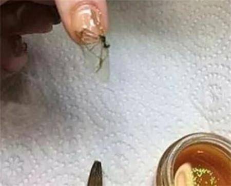 女子把蚊子放进指甲油中，刷成琥珀色，结果成品出来后惊艳众人