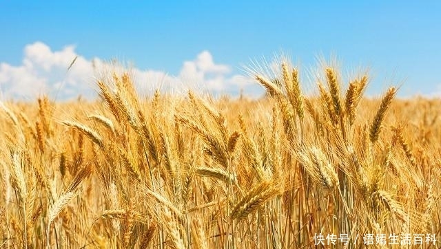  #麦苗#农村老话：秋分前十天不早，秋分后十天不晚，说的是什么