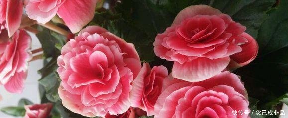  [家里]家里采光差春节买些耐阴花，不见光也嗖嗖长，开成一面大花墙