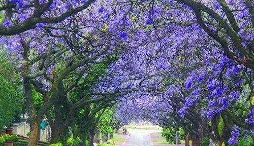 全球最美的树，最后一颗银杏惊艳了千年！