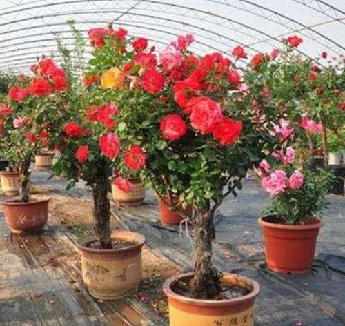 老板要撤，2500株精品月季无人管理，5公分老桩半价！