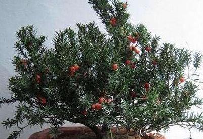 植物■红豆杉怎么换盆