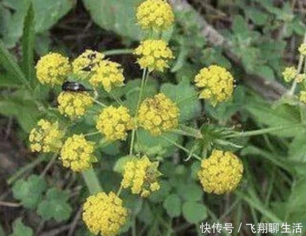  变高■不起眼的“1种野草”，人称“柴胡”，采挖后晾干，价值变高！
