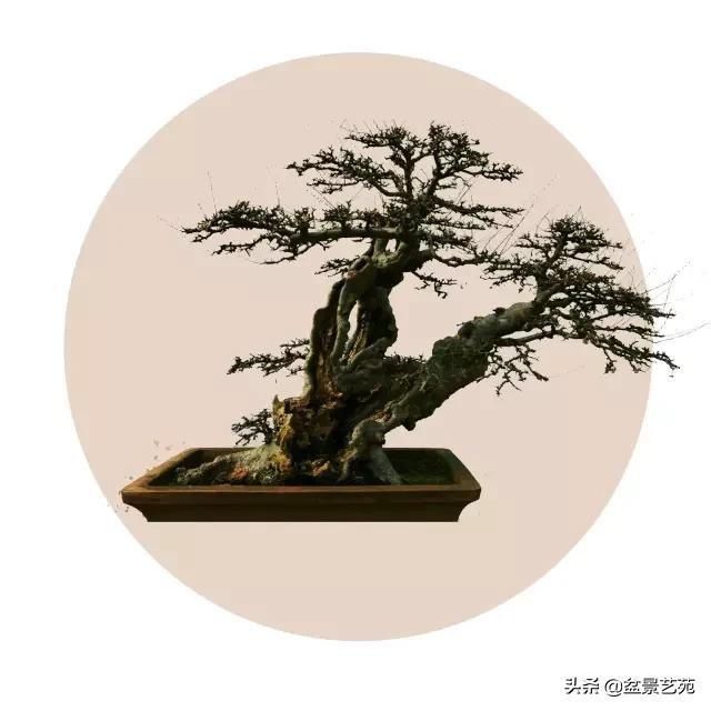  「成寸」盆景百态，缩地成寸