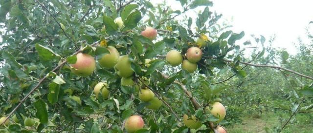  「秦观」结果特别多，个个长不大，收购价2毛一斤，全当贱果卖