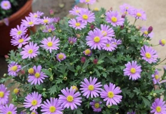  么花适合■4种“卧室花”养一盆，空气好、睡的香，花一开就是365天，真划算