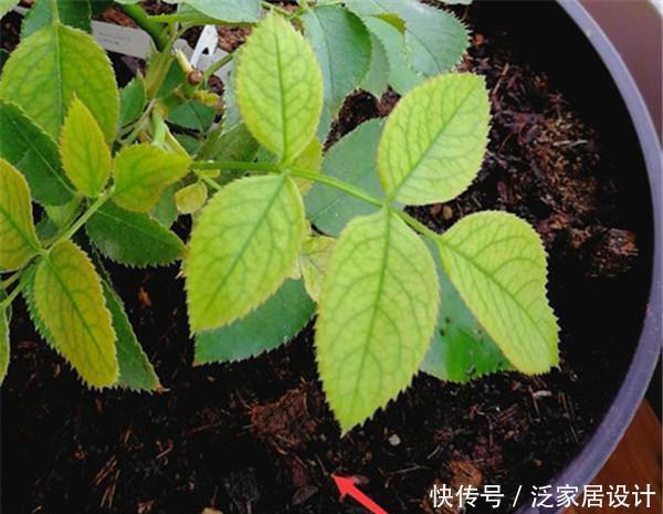 『月季』新入门种植月季,这三点很关键,掌握好月季种植很容易!
