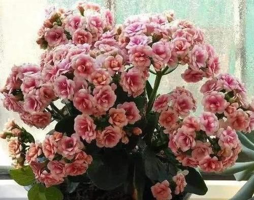  【长寿花】绿萝吊兰养烦了，那就养“花球”，这5种，开花上瘾，还好养！