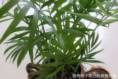甲醛|家养这3种绿植,轻松吸甲醛杀菌,家人健康从此多一份保障