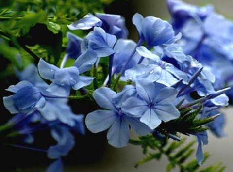  『多态』此款木本植物，一年多次开花，花期超半年，花多易爆盆，优雅多态