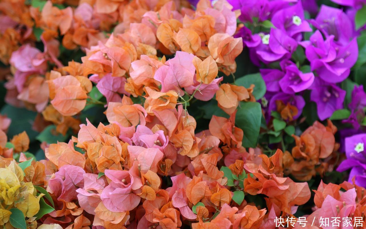 『三角梅』在家中养护自己喜欢的花卉,以下3种花卉是理想的室内花卉,美丽