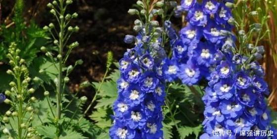 「款花」厕所异味重该怎么办盆栽3款花“专治”它,让家里更上档次