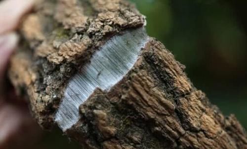 人称“植物黄金”，农民种植它，只要皮不要树干，成为致富树