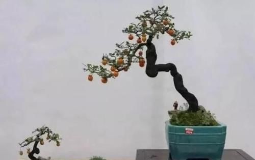  身价：这六种植物越养越值钱，在家养几年，身价翻几倍！你家有几种