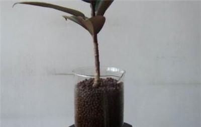  伤口愈合：橡皮树可以水培吗?