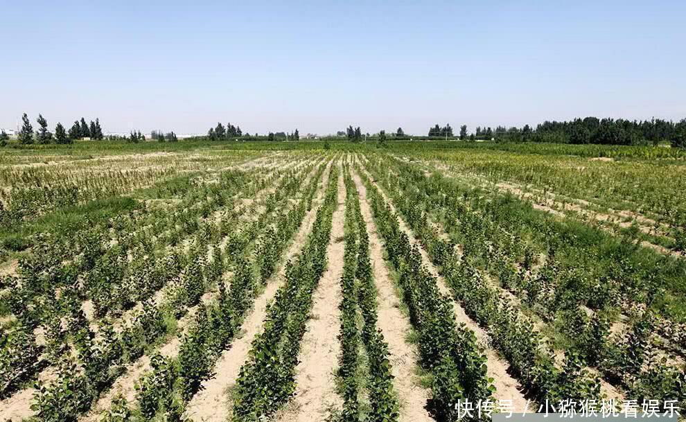  唯一■世界上唯一沙漠变绿洲的地方, 中国人再次向世界证明“奇