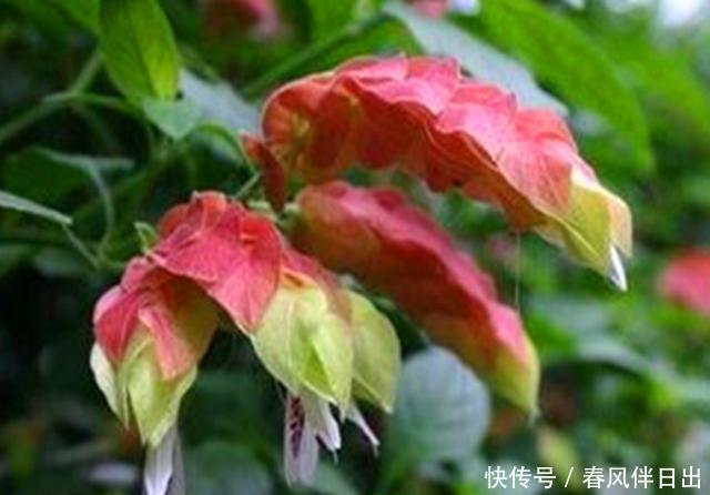 『护理』长相奇特的虾衣花,做好这些护理,常年开花容易爆盆