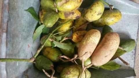 大山里的野香蕉,外形难看却极好吃,好多人一