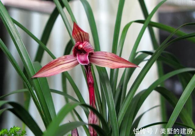  可每隔10|养好“春兰”不容易？养兰达人多年总结的养护经验送给您