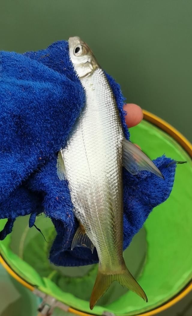  【失误】一个大的失误，造成鱼杆失踪！含泪警告钓友