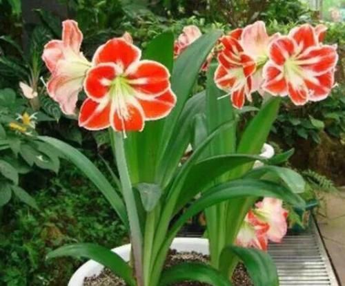  #朱顶红#春季养此款花卉，花大服盆快，花色艳丽，花开枝繁叶茂