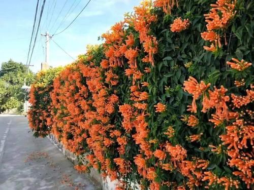 「适合」适合打造“花墙”的2种花,个个鲜艳美丽,花开茂盛惹人喜爱!