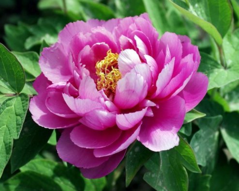  #艳丽#家养这5款小花，花色艳丽喜庆，比绿萝还好养，一开花就是大半年