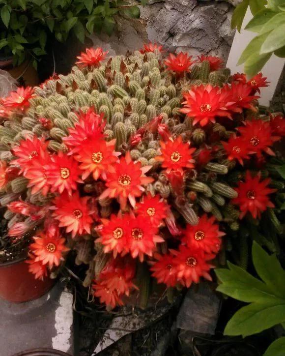  「还要」4种仙人掌植物“爱开花”，一开一大片，比蟹爪兰还要好看！