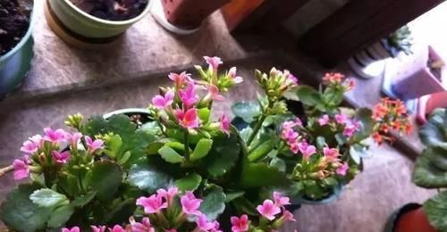  『种植物』这“7种花”，开花艳丽还好养，放着不管都能活，超级容易！