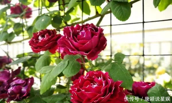  艳羡@当博士遇上玫瑰，碰撞出令人艳羡的玫瑰秘园