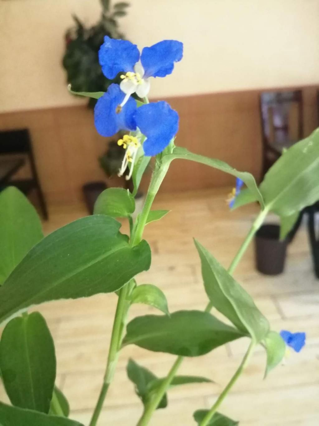  『家里养护』鸭跖草模样清新夏意浓，开花小巧灵动，养护简单不费事！