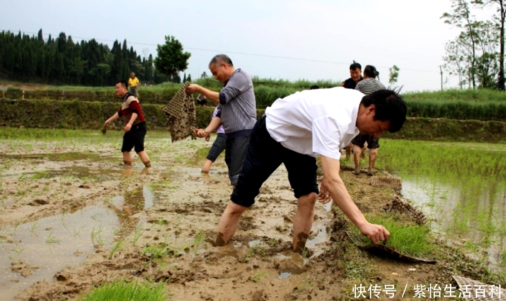  #补贴#严查农村补贴去向，3类人成为重点对象，其中包括村干部！