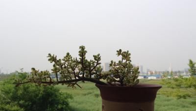  『影响』雅乐之舞盆景怎么养？影响美观频繁掉叶，我们该怎么解决？