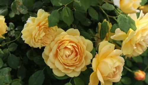 『孔雀草』适合夏天养的3种花,开花能力强,爆盆非常简单,四季都赏花不断