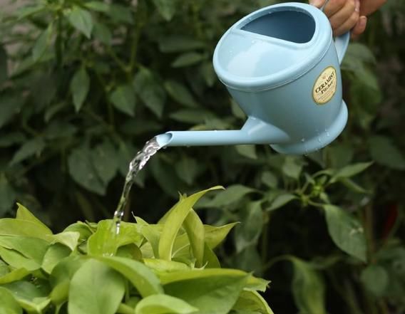  小花：养花怎么浇水？浇水也要讲方法，小花花：再乱浇，分分钟死给你看
