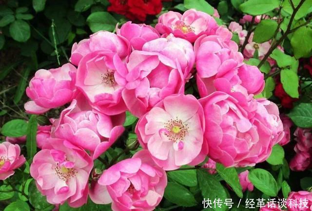 『适合』3种花适合养在室内,耐热耐晒净化空气,赏叶观花两不误,很好养