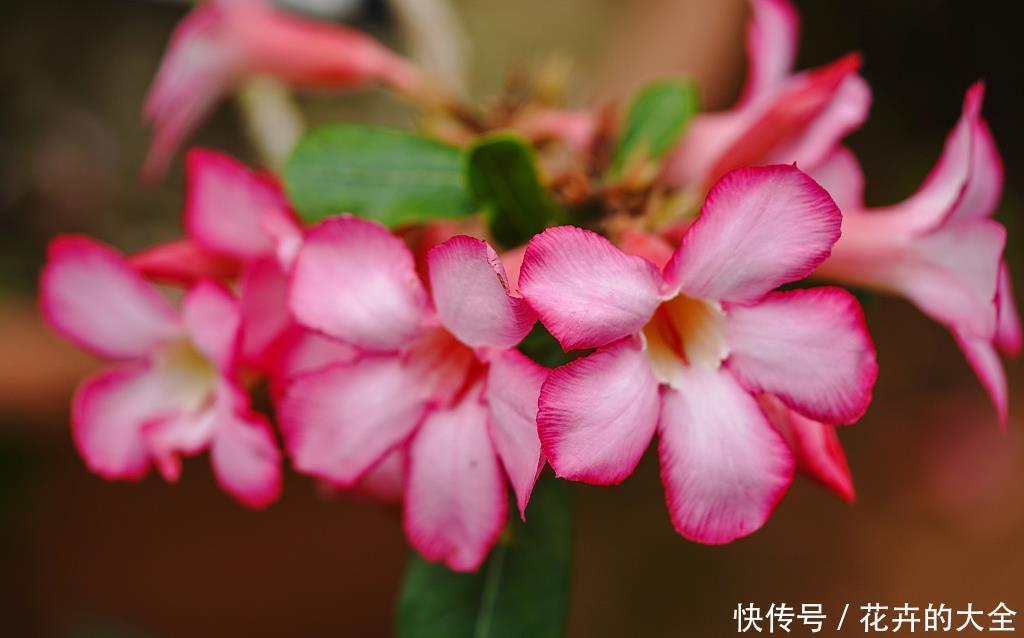 『养花』夏天养花,首选3种花,开花美很耐热,越晒越开花,花开一整夏