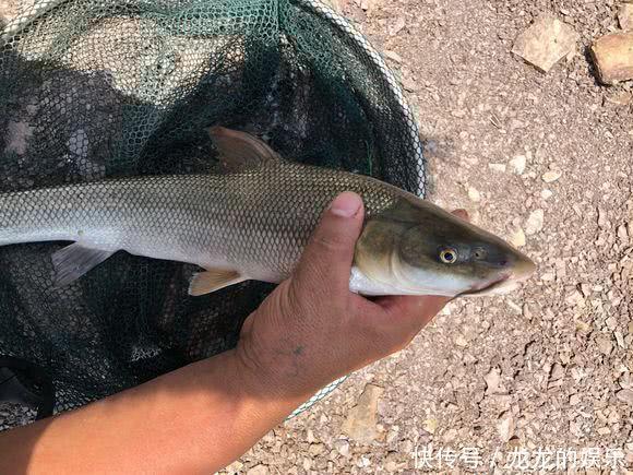 “短头鱼”大面积入侵暴雨过后，湘江出现大量奇特怪鱼