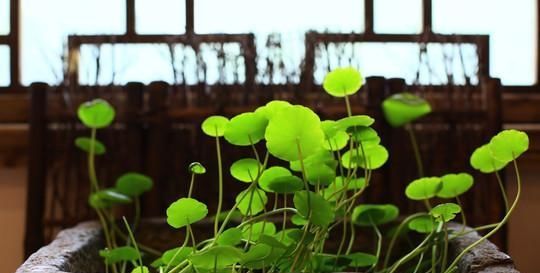  植物@养铜钱草，做好“4点”，叶子圆润如翡翠，盆里满是大“铜钱”！