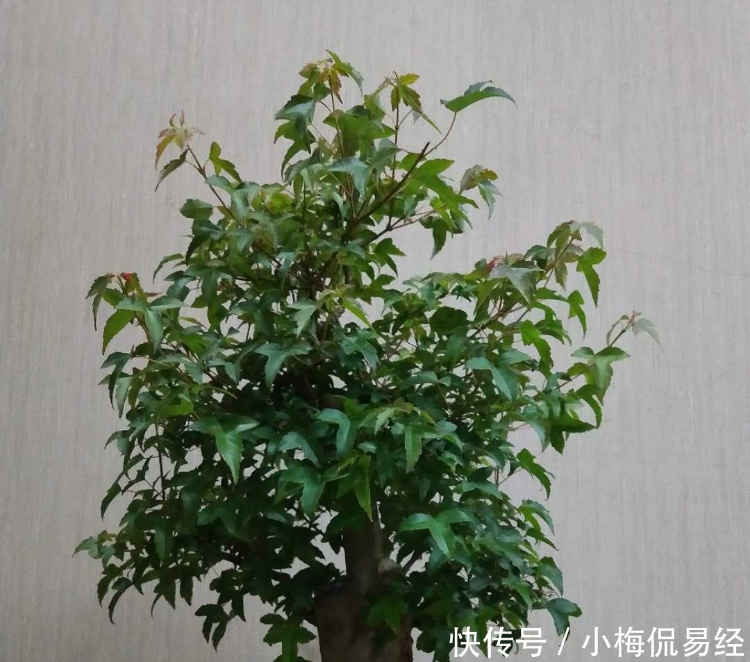 盆景艺术令人着迷，园艺中的珍品盆景的造型令人惊叹不已