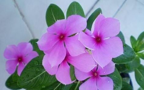  #长春花#此款花卉，花期长花量大，丢到阳台轻松爆满盆，花型独特又美观